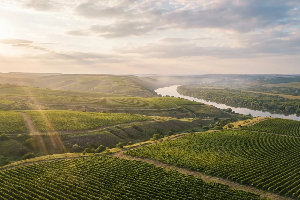 Виноградники долины Долина Дона